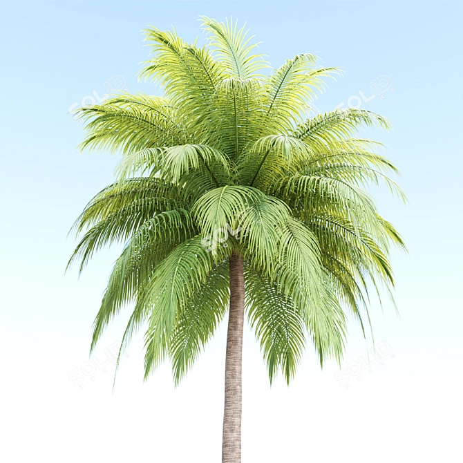 Tropical Paradise Palm Trees Collection 3D model image 4