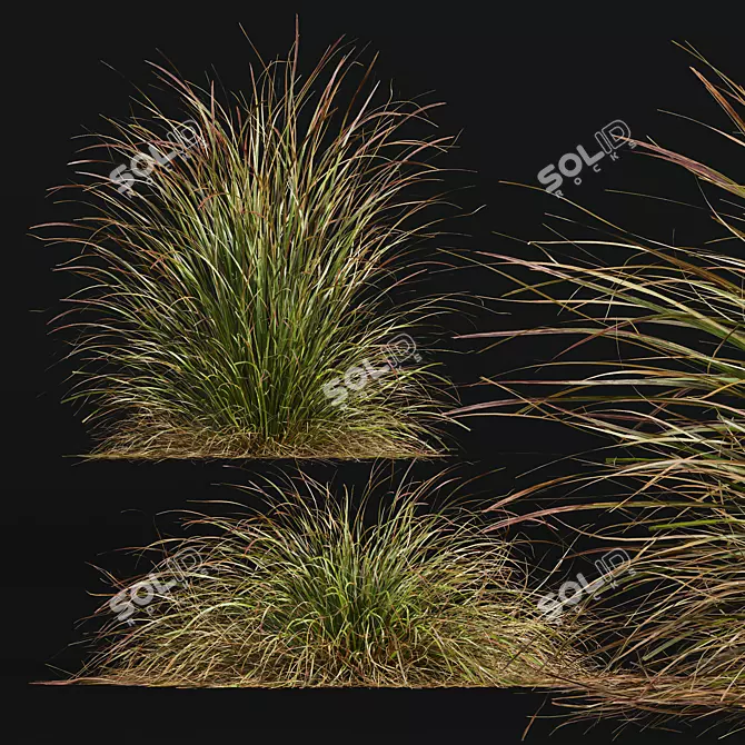 Colorful Fountain Ornamental Grass 3D model image 3