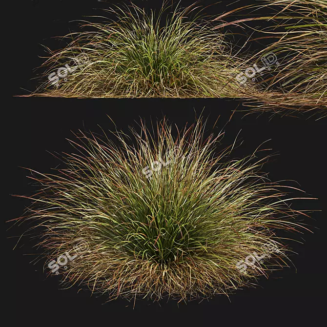 Colorful Fountain Ornamental Grass 3D model image 4