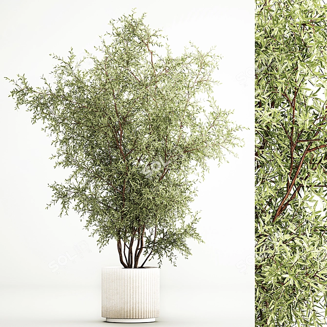 Modern Olive Tree in Concrete Planter 3D model image 1