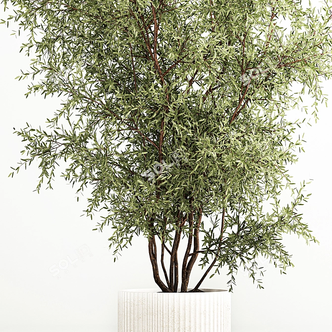 Modern Olive Tree in Concrete Planter 3D model image 3