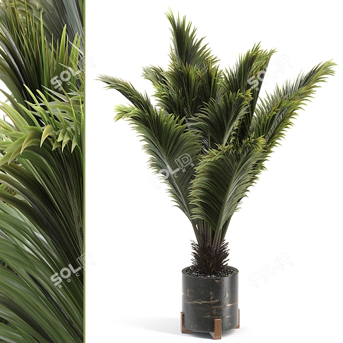 Gorgeous Sago Palm Plant 3D model image 1