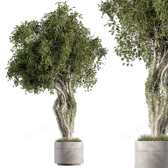 529 Outdoor Tree Pot Plant 3D model image 1