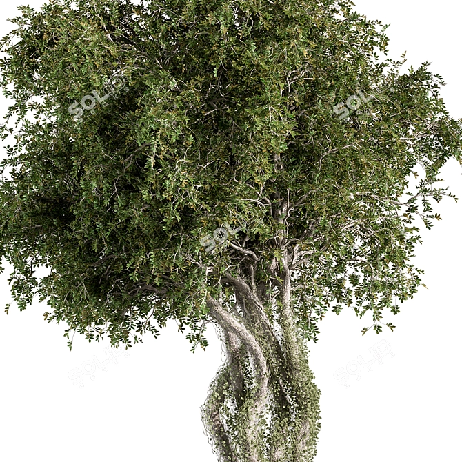 529 Outdoor Tree Pot Plant 3D model image 2