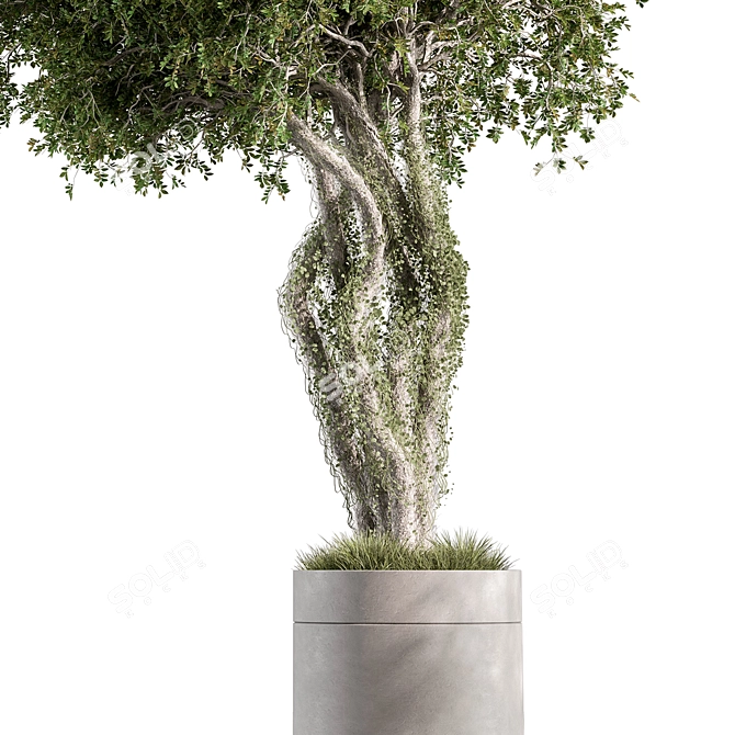 529 Outdoor Tree Pot Plant 3D model image 3