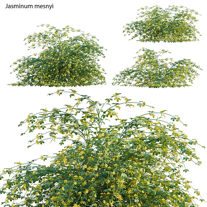 Complete 3D Primrose Jasmine Solution 3D model image 1