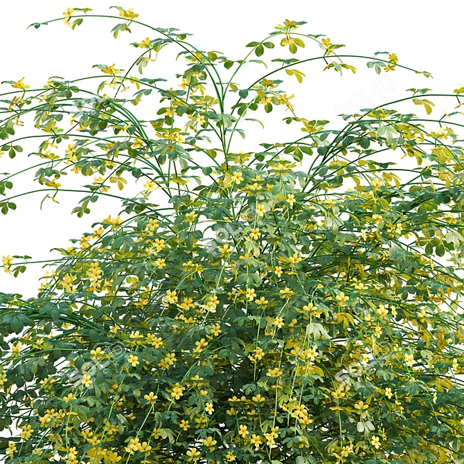 Complete 3D Primrose Jasmine Solution 3D model image 2