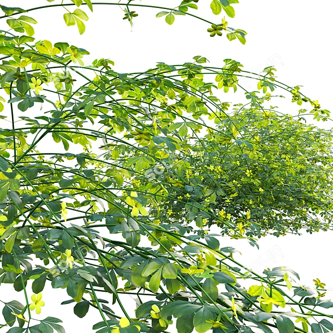 Complete 3D Primrose Jasmine Solution 3D model image 3