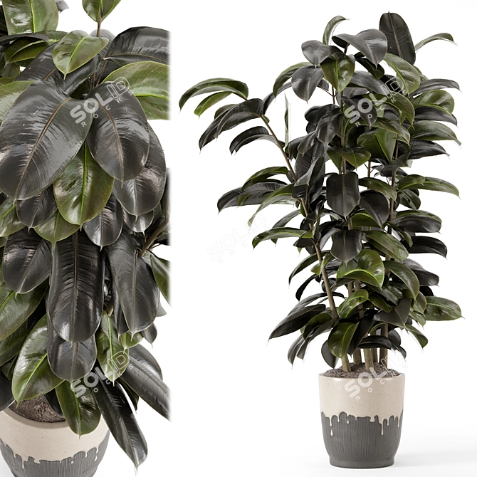 Modern Indoor Ficus Plant Set 3D model image 1