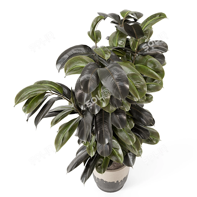 Modern Indoor Ficus Plant Set 3D model image 2