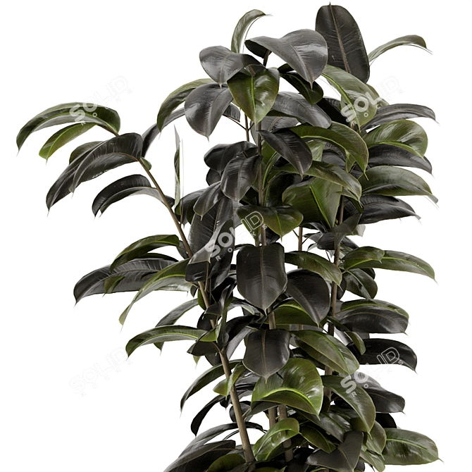 Modern Indoor Ficus Plant Set 3D model image 3