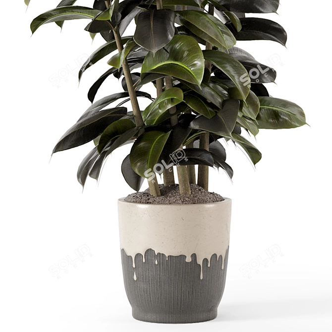 Modern Indoor Ficus Plant Set 3D model image 4