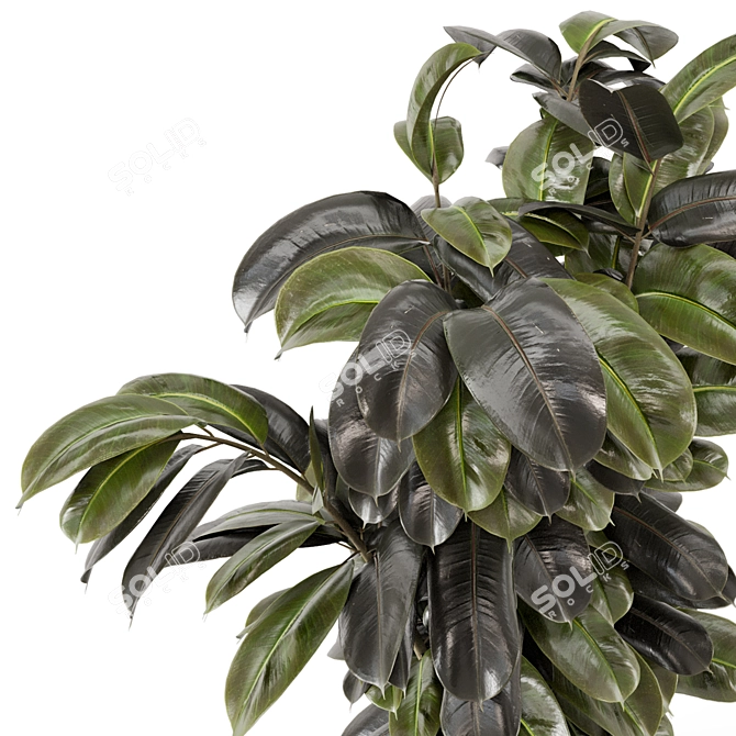 Modern Indoor Ficus Plant Set 3D model image 5