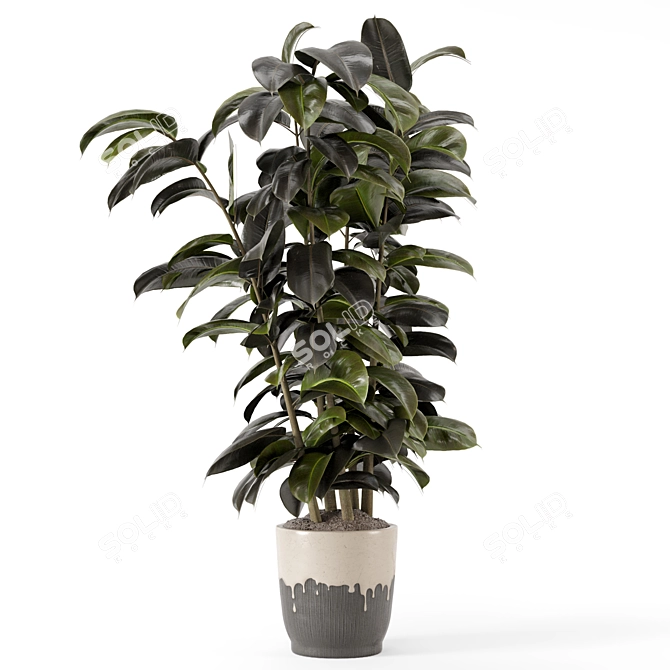 Modern Indoor Ficus Plant Set 3D model image 6