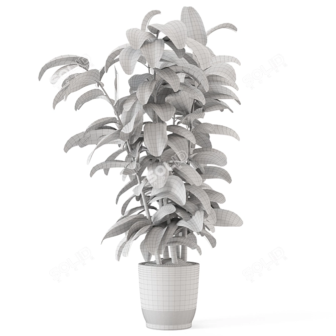 Modern Indoor Ficus Plant Set 3D model image 7