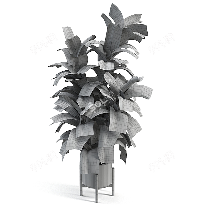 Tropical Rubber Tree Plant 3D model image 1