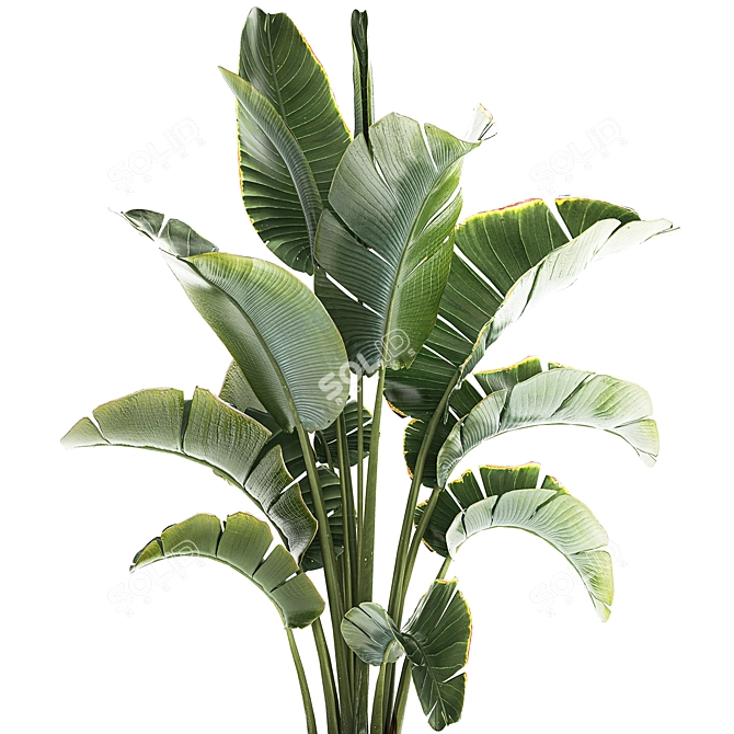 Tropical Foliage Set with Modern Vase 3D model image 5