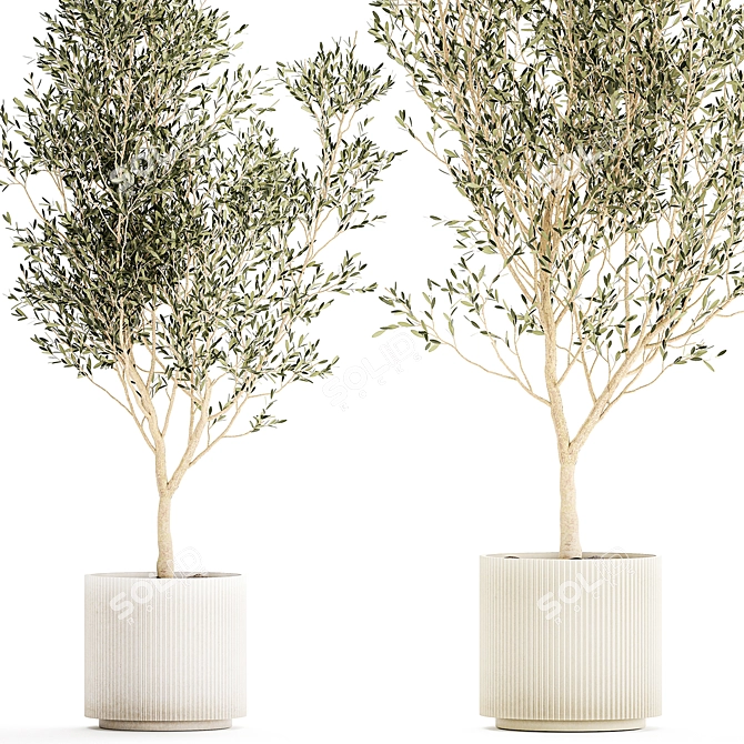 Modern White Pot Collection: Decorative Olive Trees 3D model image 3