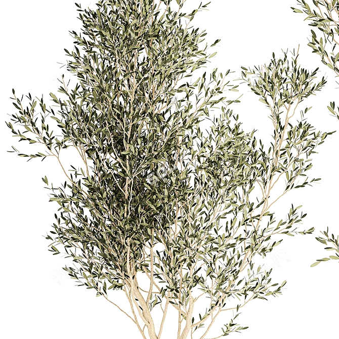 Modern White Pot Collection: Decorative Olive Trees 3D model image 4