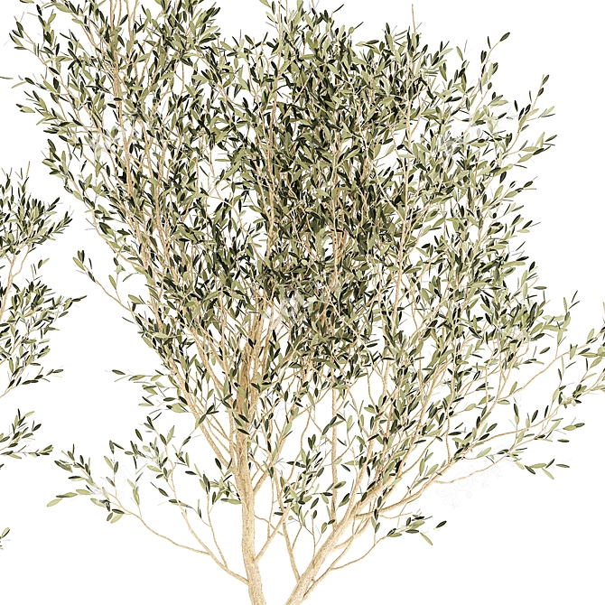 Modern White Pot Collection: Decorative Olive Trees 3D model image 5