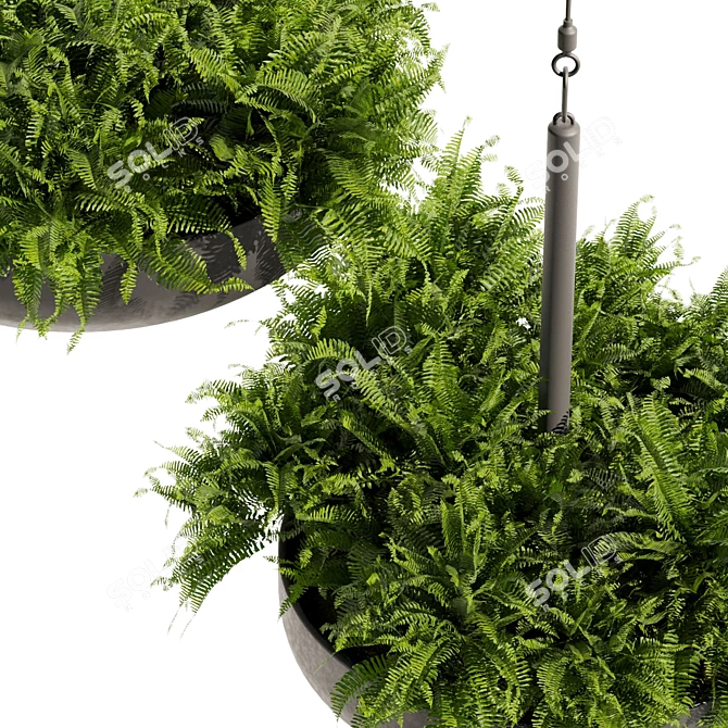 Fern Ampelous Hanging Plant Collection 3D model image 3