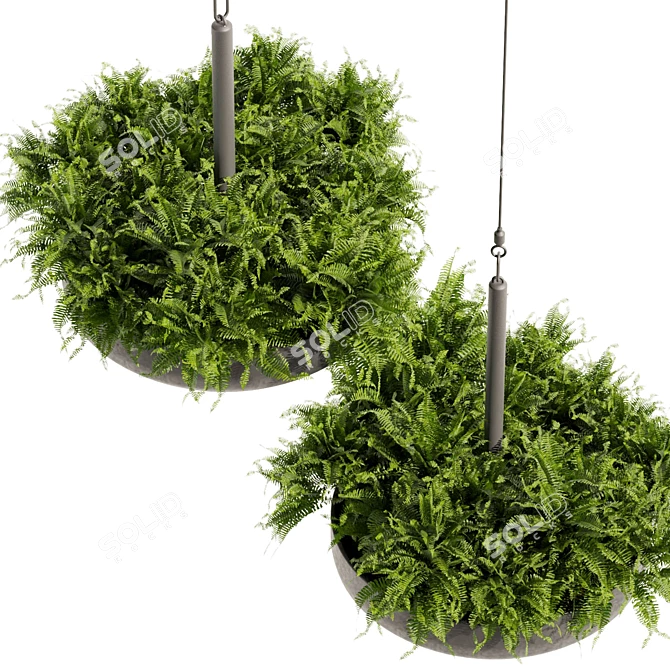 Fern Ampelous Hanging Plant Collection 3D model image 5