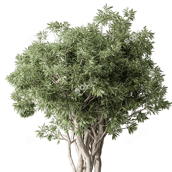  Evergreen Tree in Pot 3D model image 2