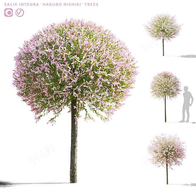 Japanese Willow Trees Bundle 3D model image 1