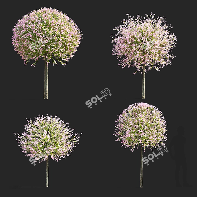 Japanese Willow Trees Bundle 3D model image 2
