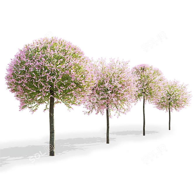 Japanese Willow Trees Bundle 3D model image 3