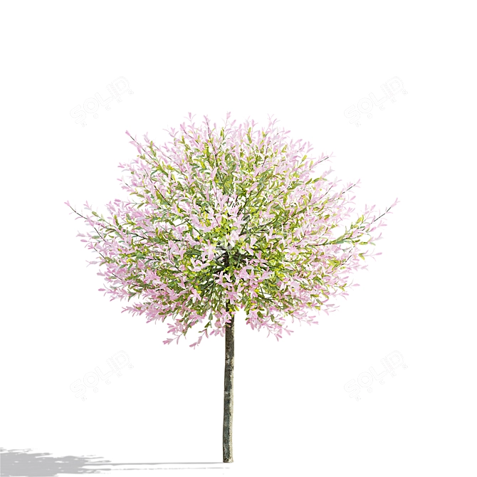 Japanese Willow Trees Bundle 3D model image 6