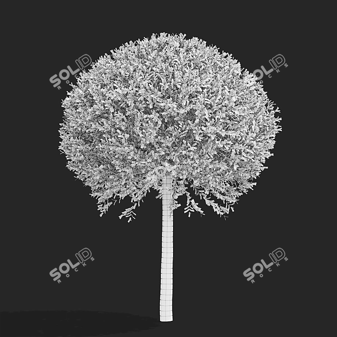 Japanese Willow Trees Bundle 3D model image 7