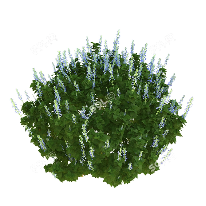 Realistic Plectranthus 3D Model 3D model image 1