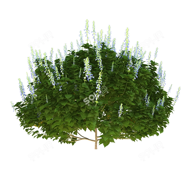 Realistic Plectranthus 3D Model 3D model image 2