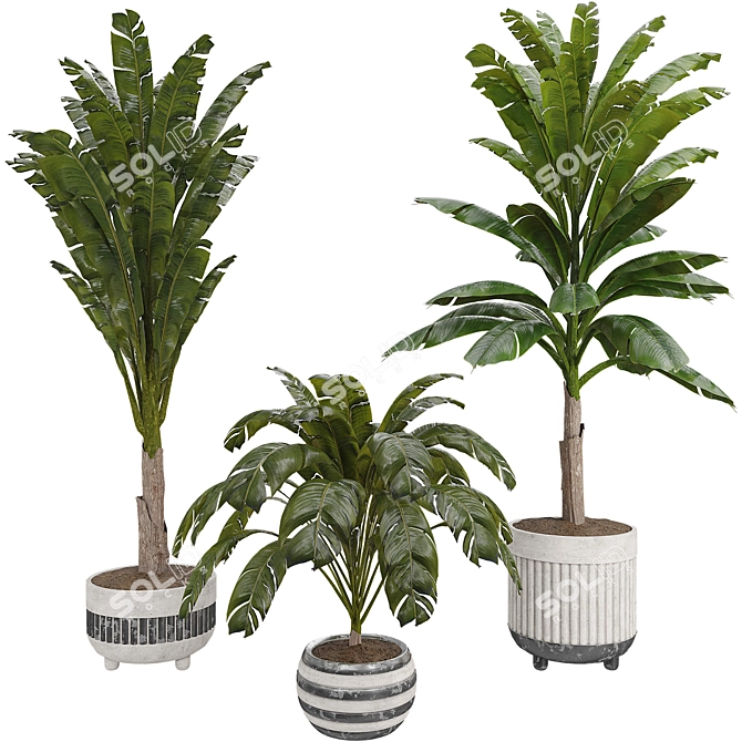 3D Indoor Banana Plant Model 3D model image 1