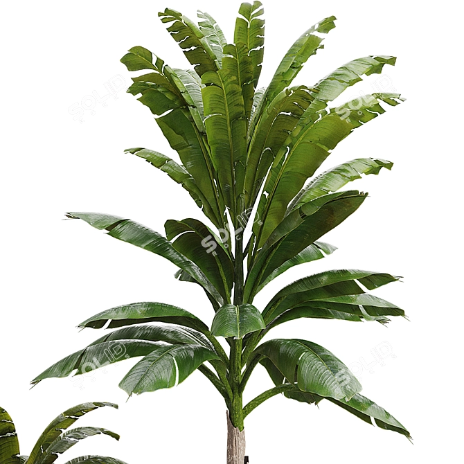 3D Indoor Banana Plant Model 3D model image 3