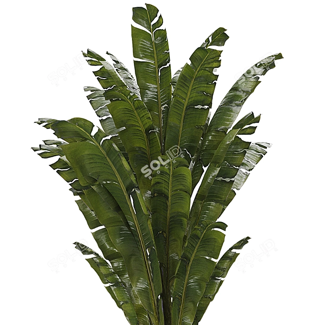 3D Indoor Banana Plant Model 3D model image 5