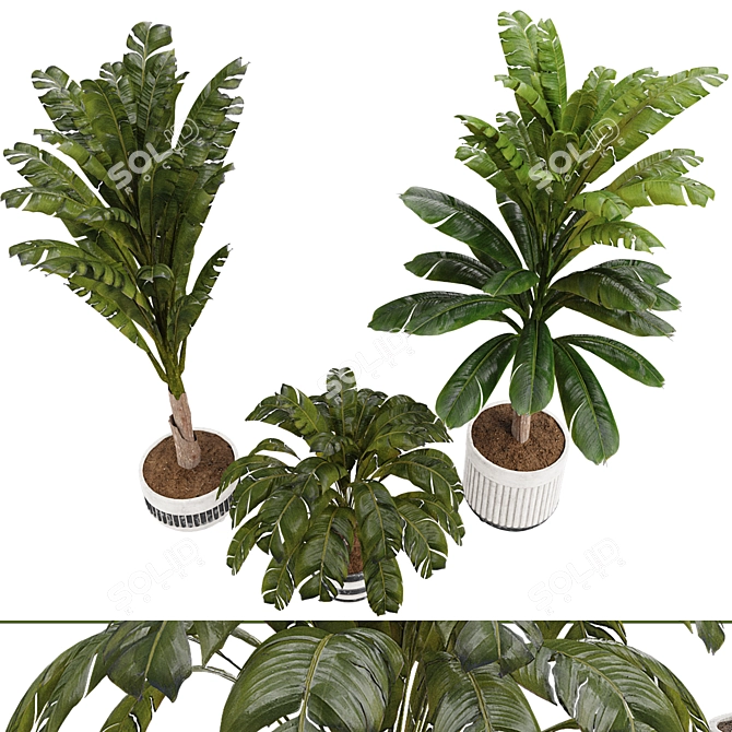 3D Indoor Banana Plant Model 3D model image 6