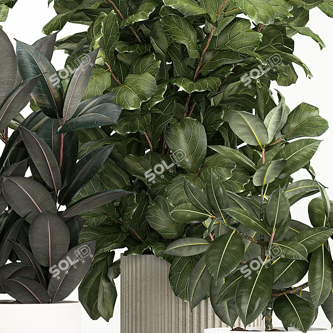 Tropical Plant Collection in Concrete Pots 3D model image 3