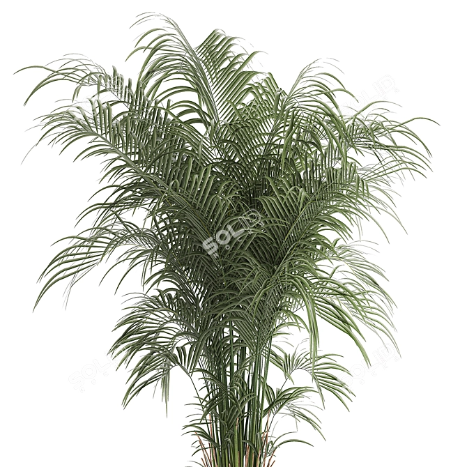 Modern Exotic Palm Plant Décor 3D model image 4