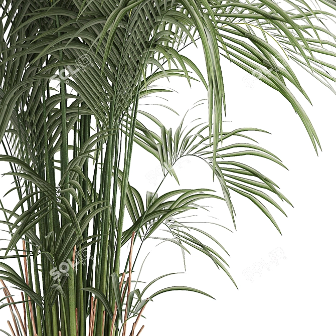 Modern Exotic Palm Plant Décor 3D model image 5