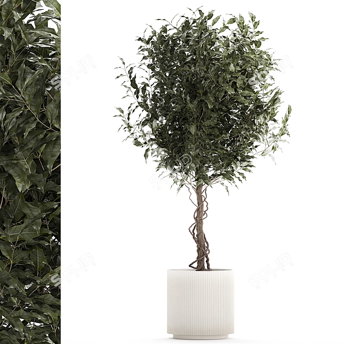 Modern Concrete Ficus Plant Décor 3D model image 1