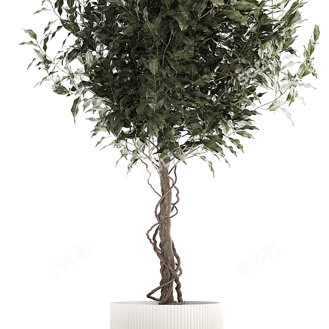 Modern Concrete Ficus Plant Décor 3D model image 4