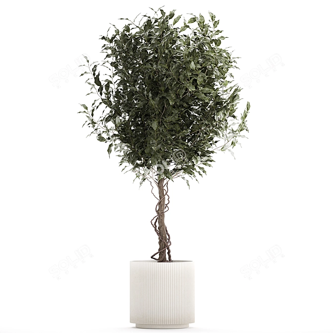 Modern Concrete Ficus Plant Décor 3D model image 6