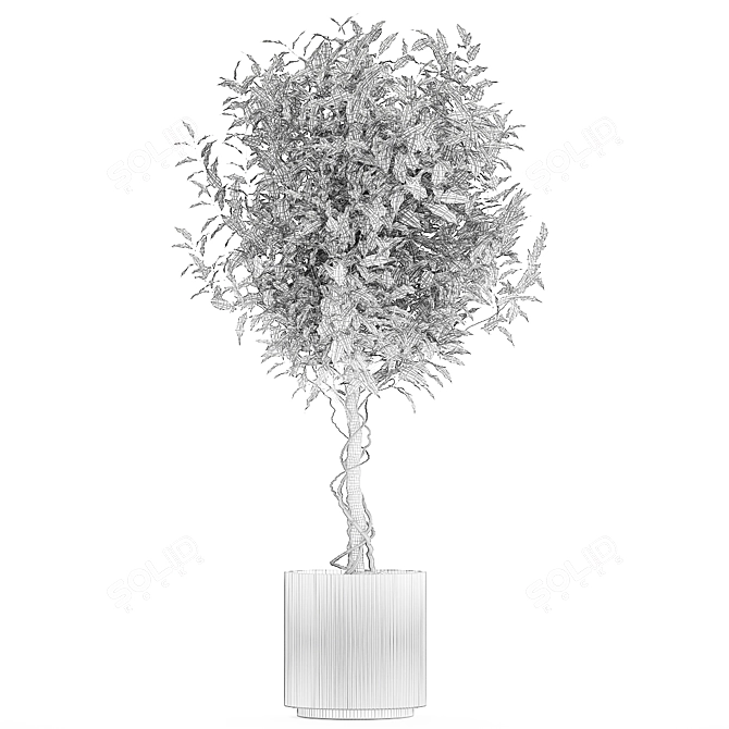 Modern Concrete Ficus Plant Décor 3D model image 7