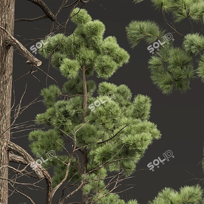 Pine Tree 3D Models Bundle 3D model image 2