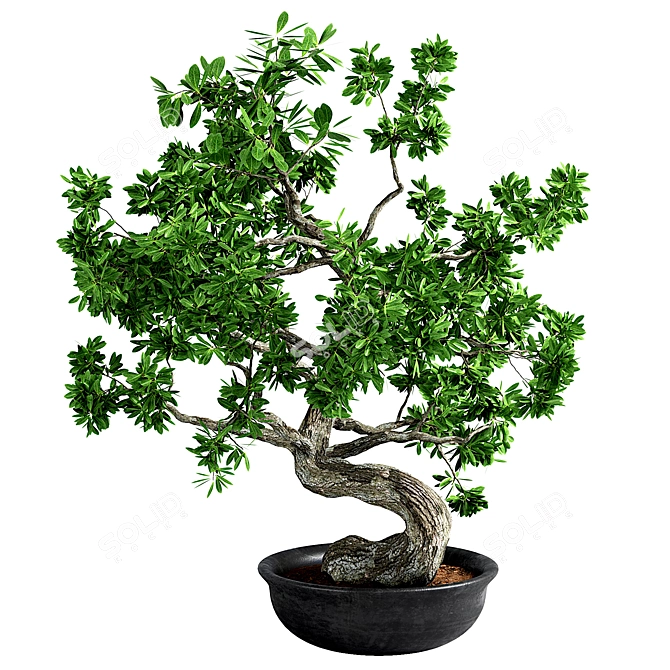 Artisan Bonsai Tree Set 3D model image 1