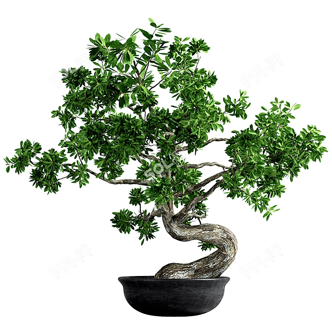 Artisan Bonsai Tree Set 3D model image 2