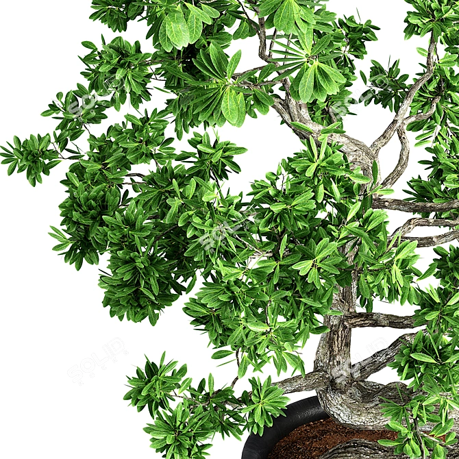 Artisan Bonsai Tree Set 3D model image 3