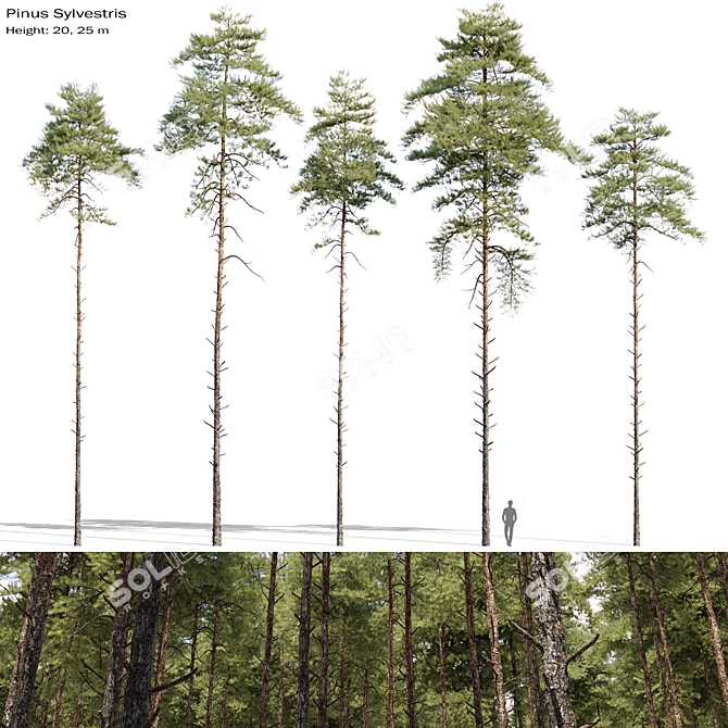 Scots Pine Tree Set 09 3D model image 1